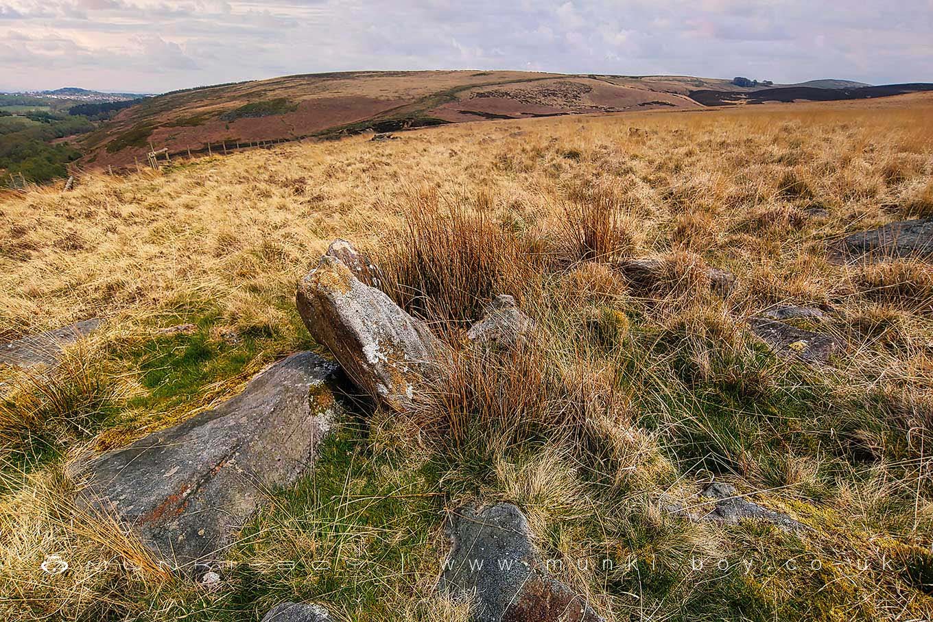 Black Coppice