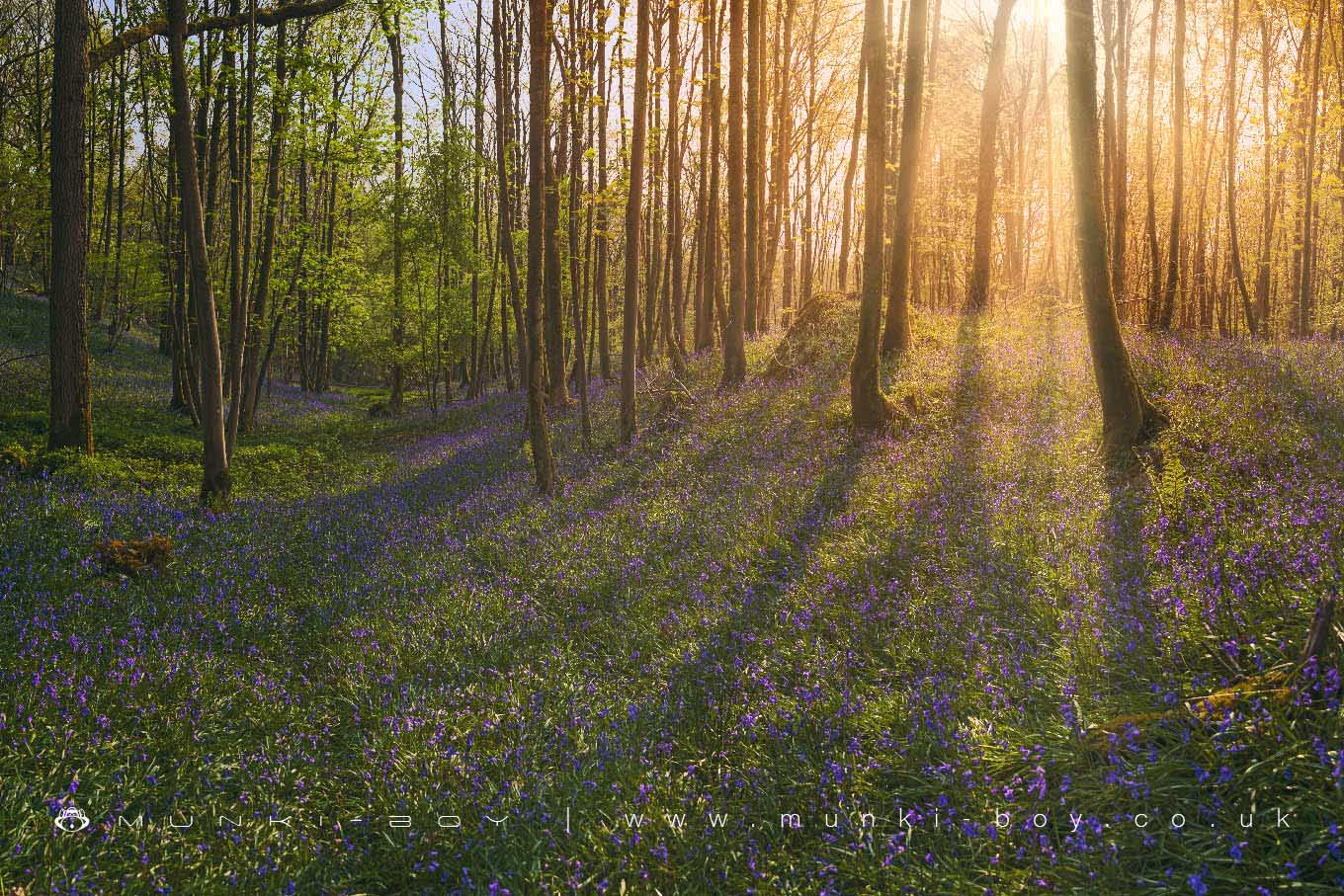 Cow Close Wood