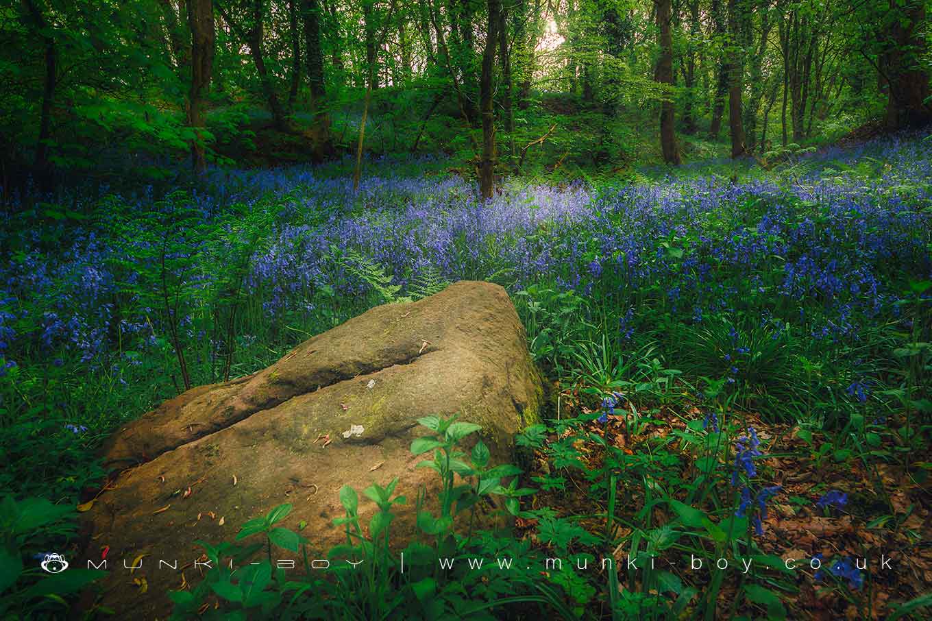 Duxbury Woods