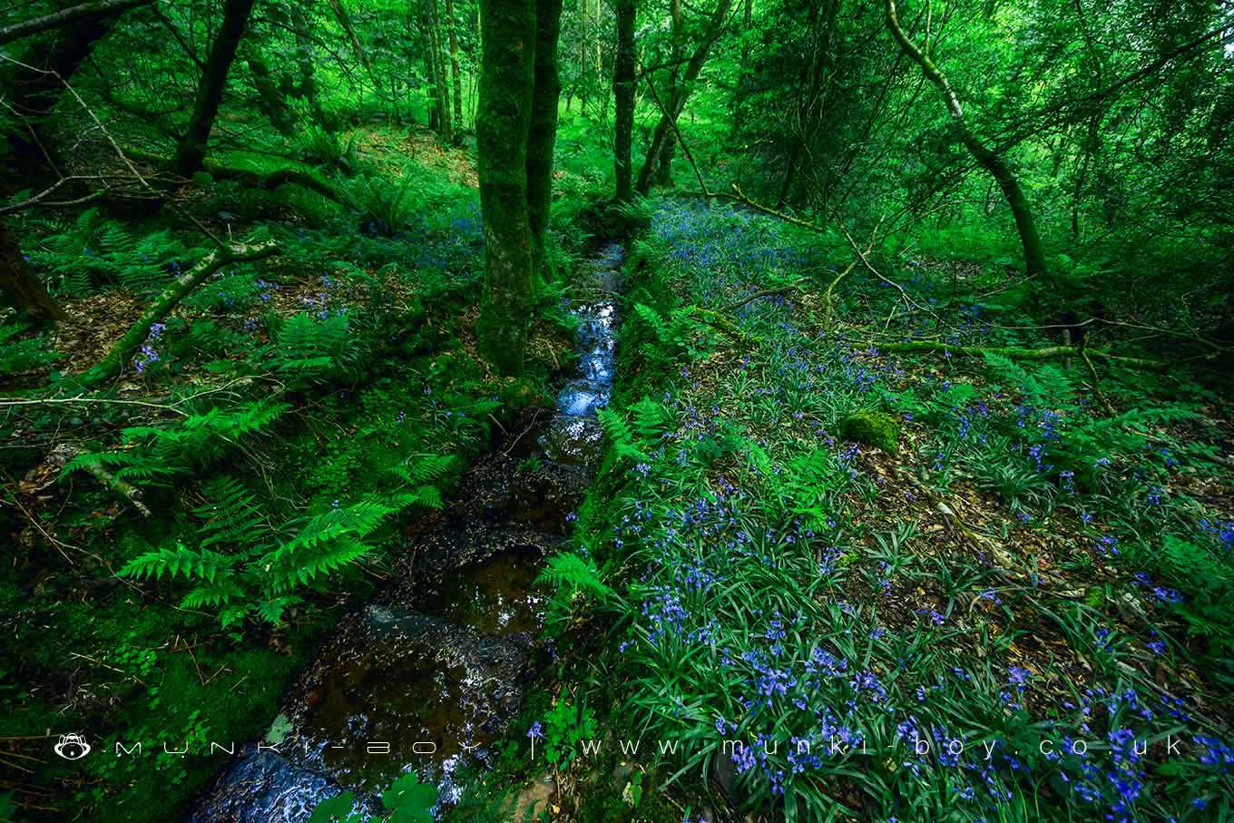 Bluebells in High Bullough Wood