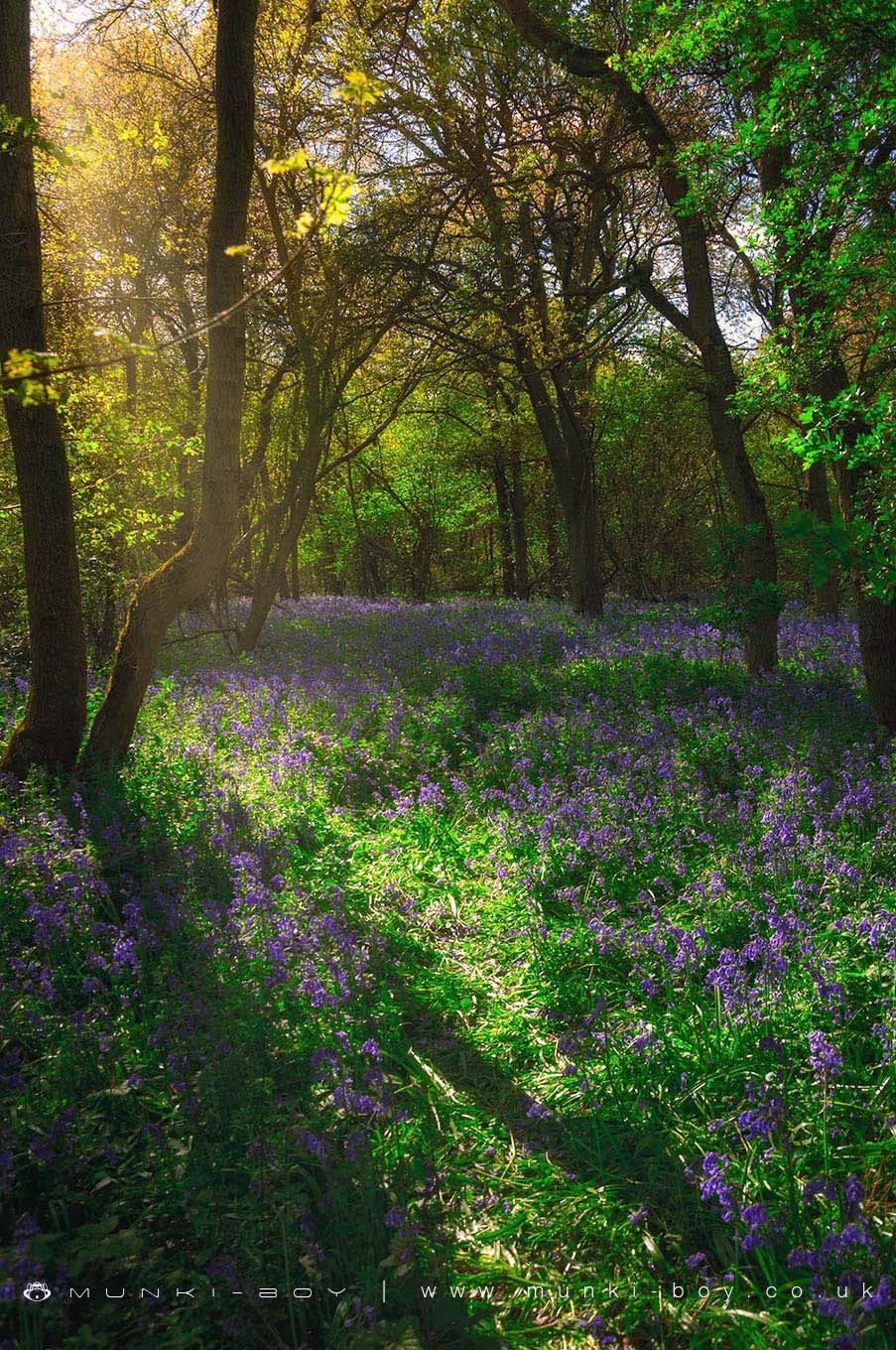 Brampton Wood