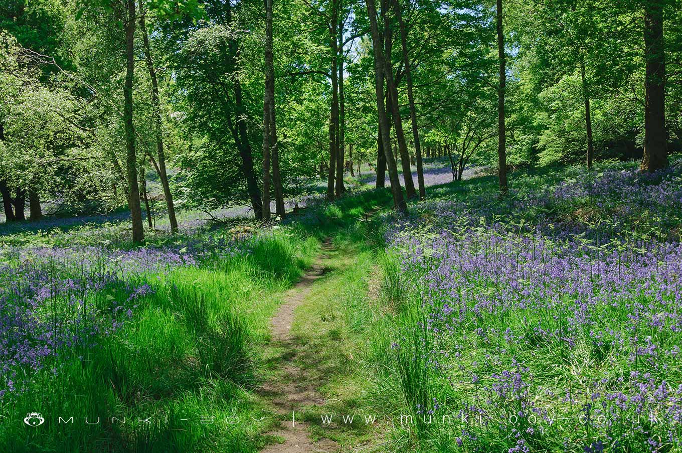 Jeffy Knotts Wood