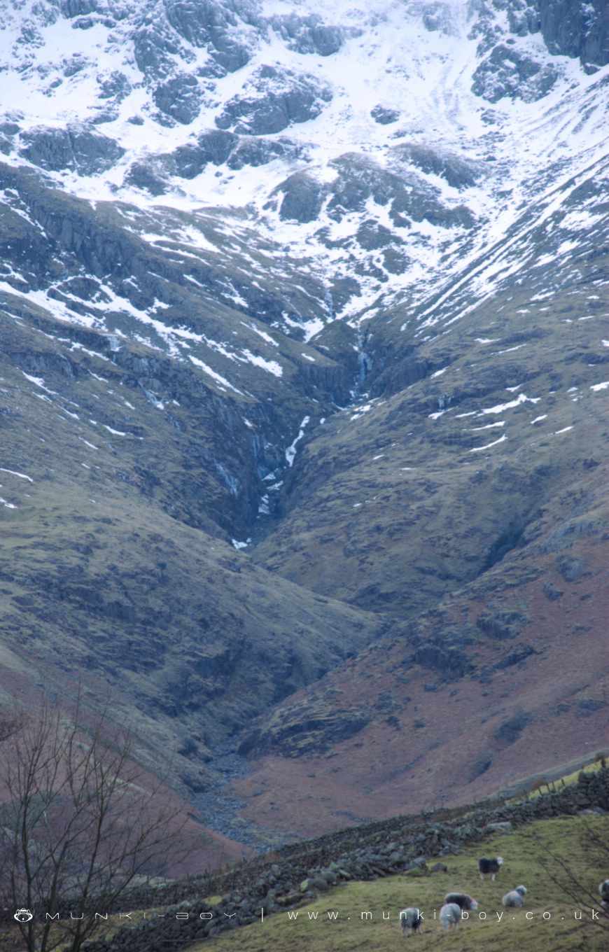 Crinkle Gill