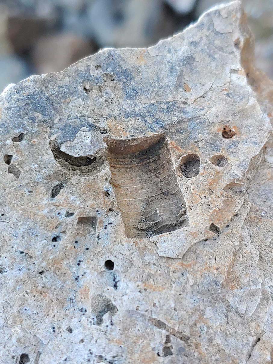 A Trace Fossil of a Crinoid at Sykes Mine
A Trace Fossil of a Crinoid at Sykes Mine