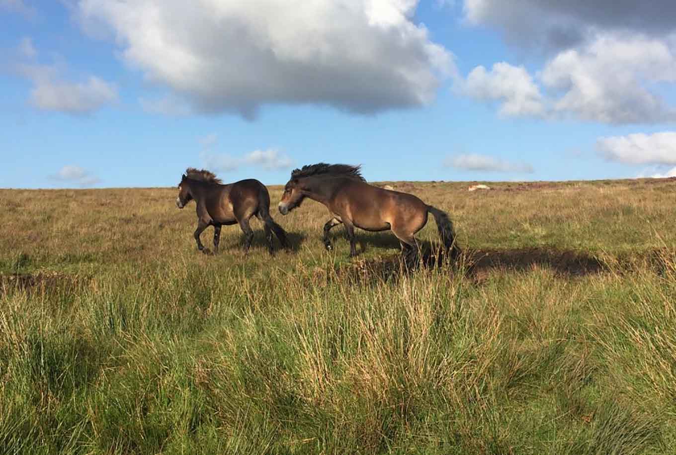 Dartmoor
