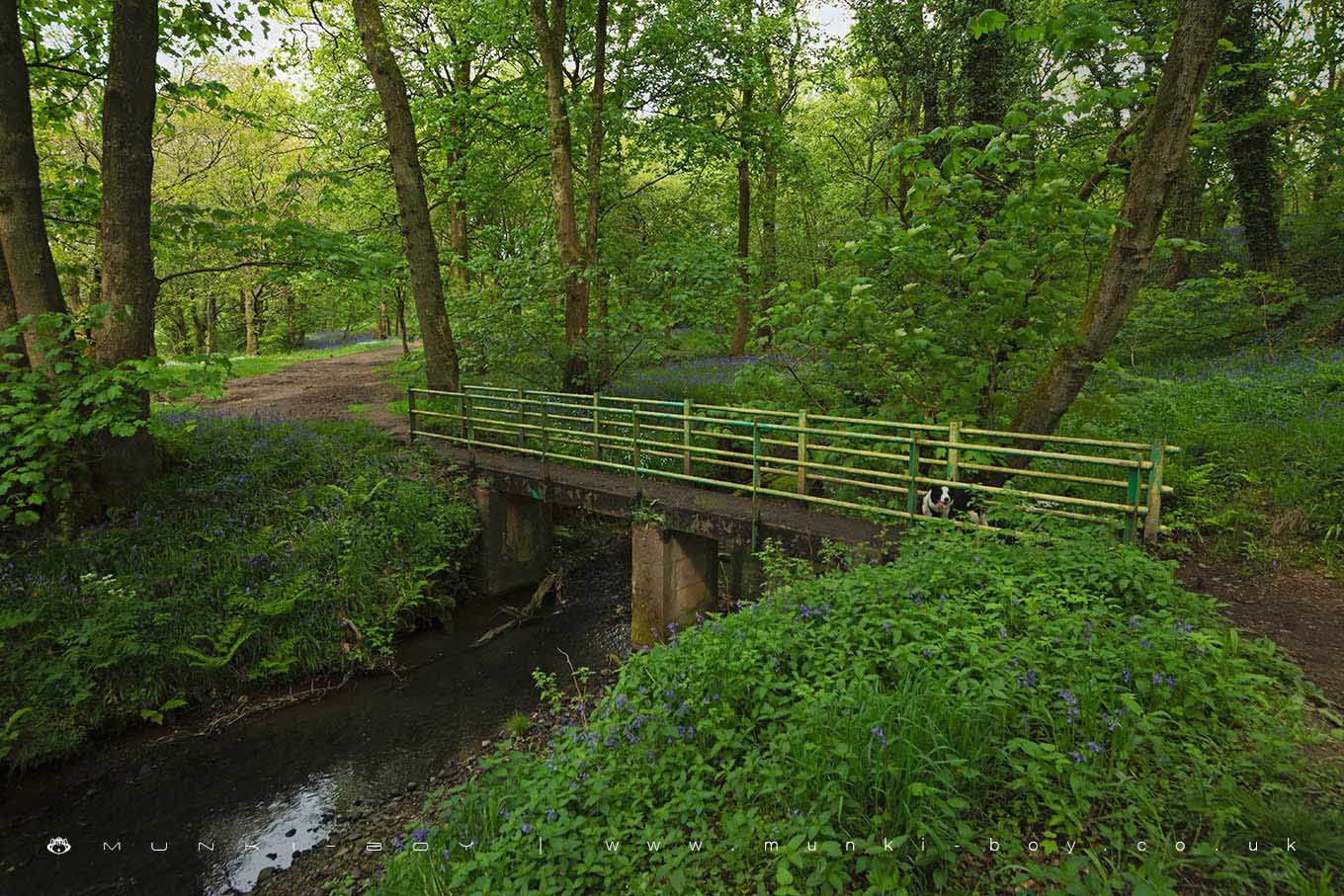 Bridge Over Eller Brook in Duxbury Woods
