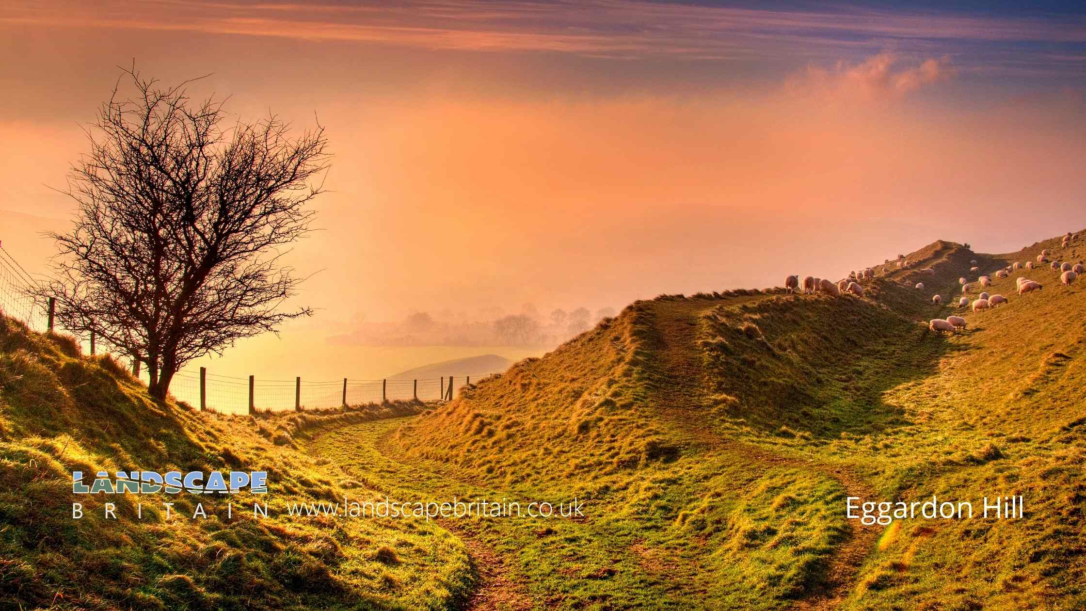 Eggardon Hill