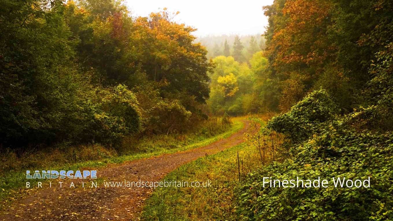 Fineshade Wood