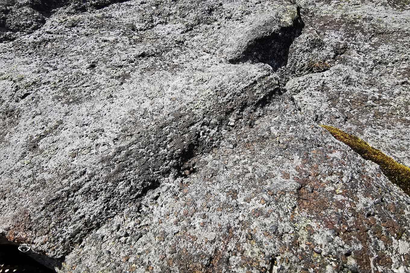 Large Fossil Plant in Gritstone on Stronstrey Bank