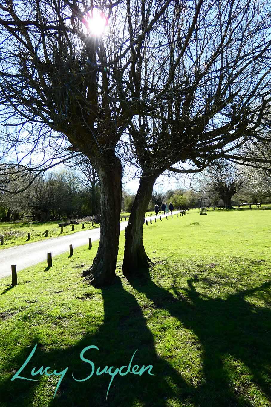 Hatfield Forest
