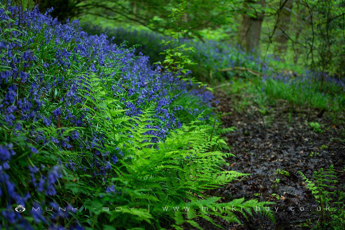 High Bullough Wood