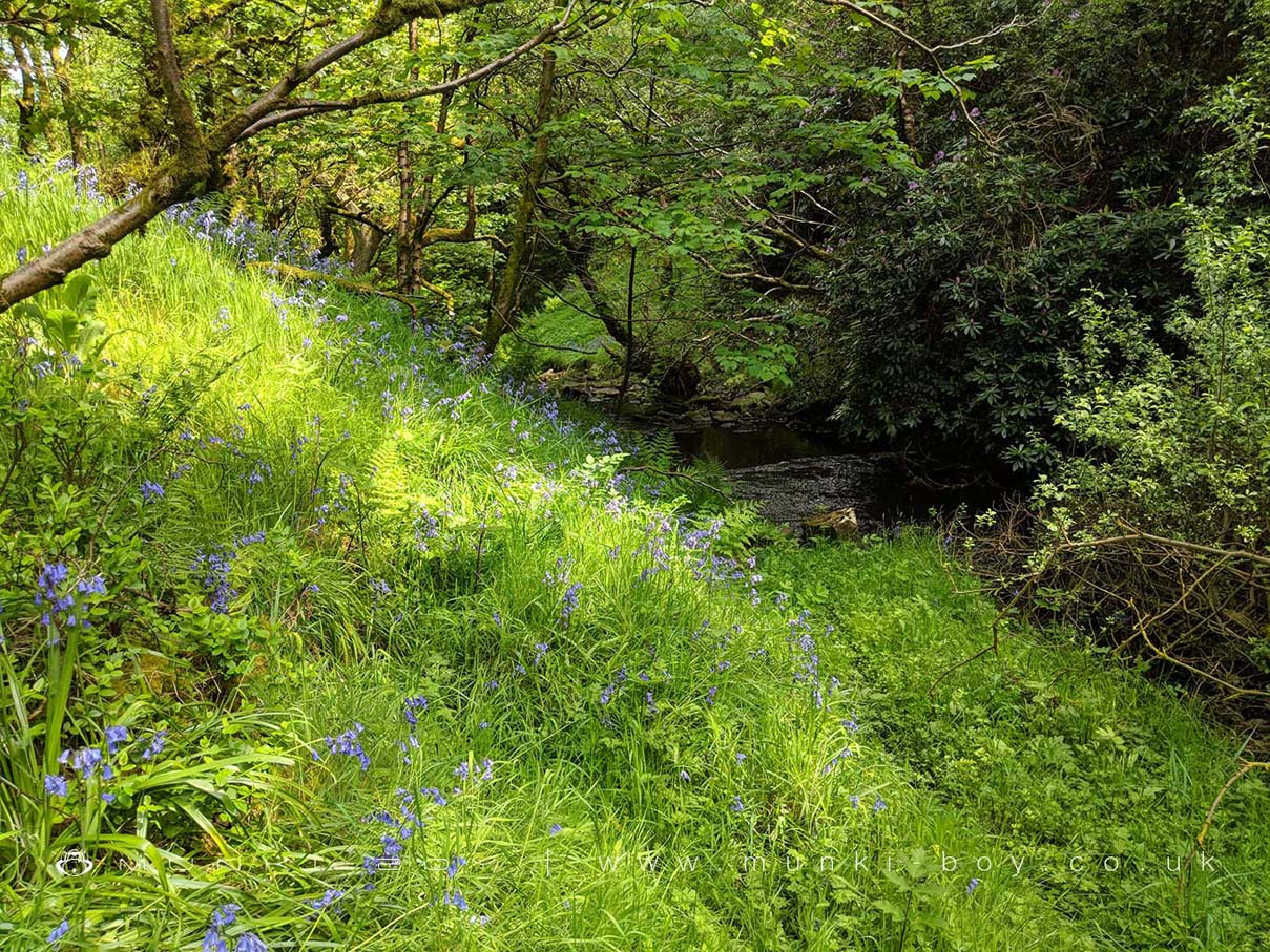 Hill Top Wood