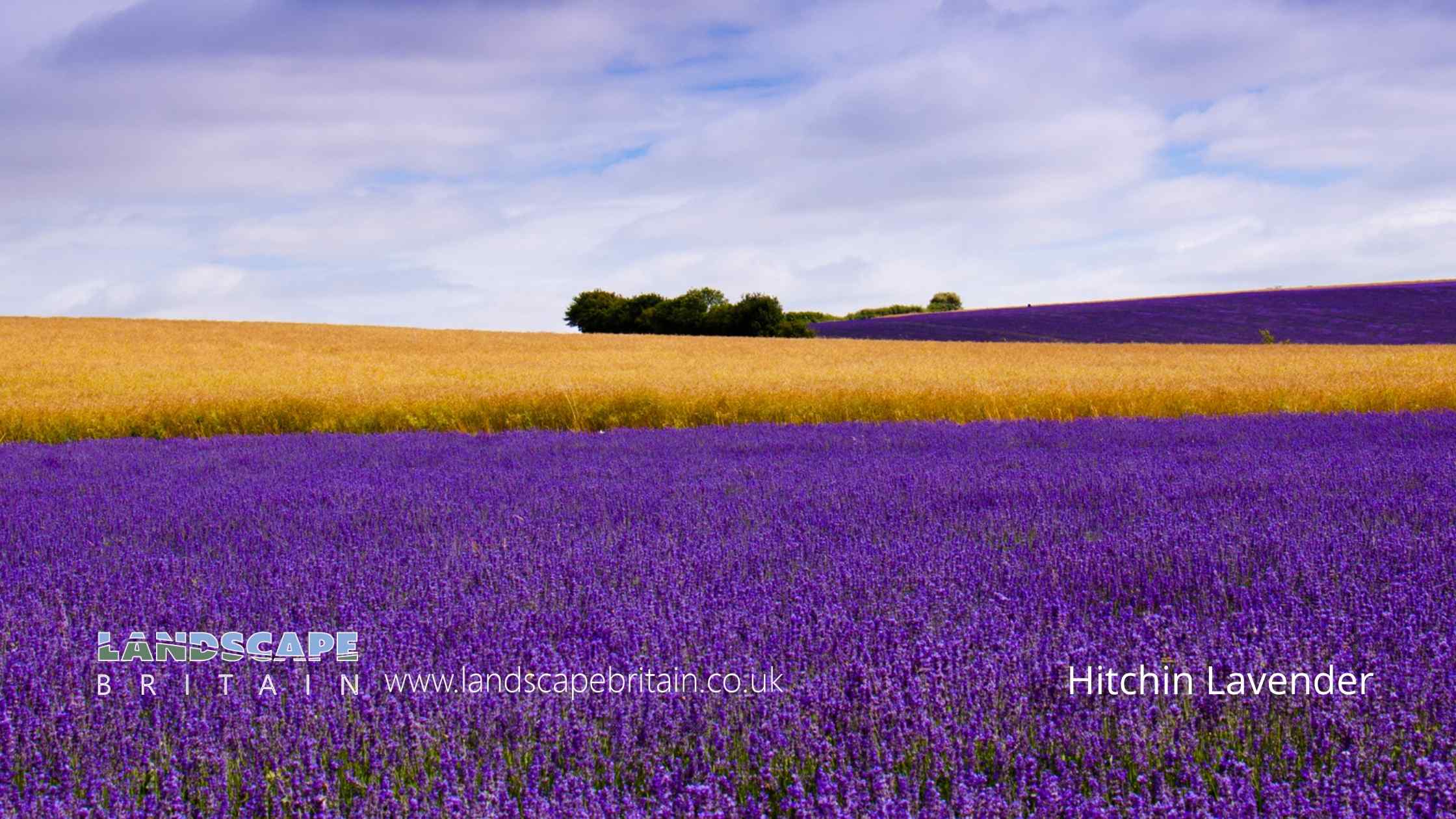 Hitchin Lavender