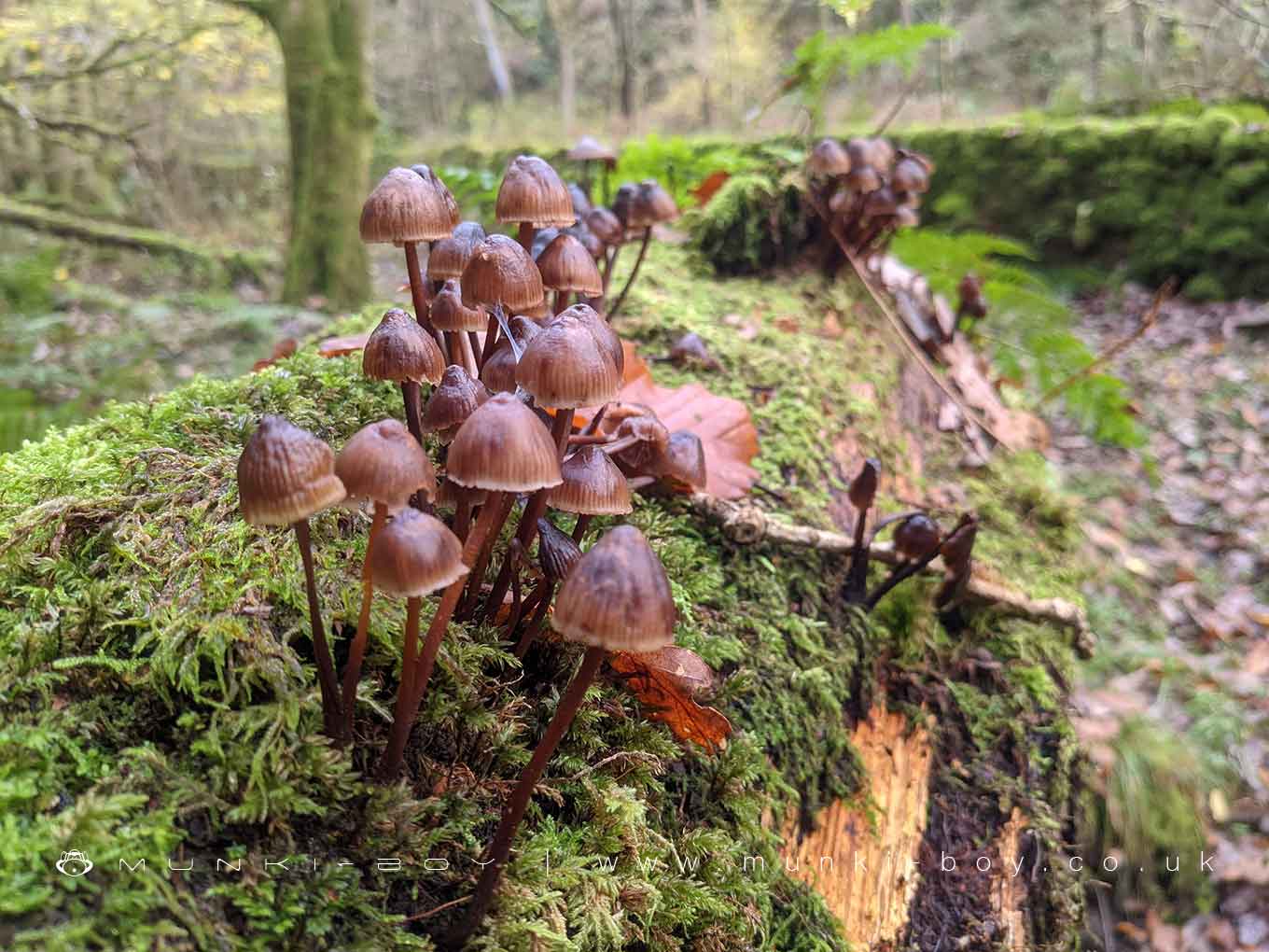 Holme Wood