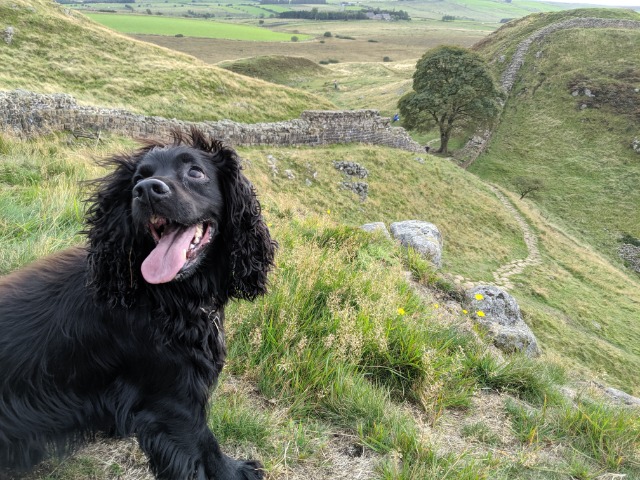 Hadrian’s Wall near Hexham
