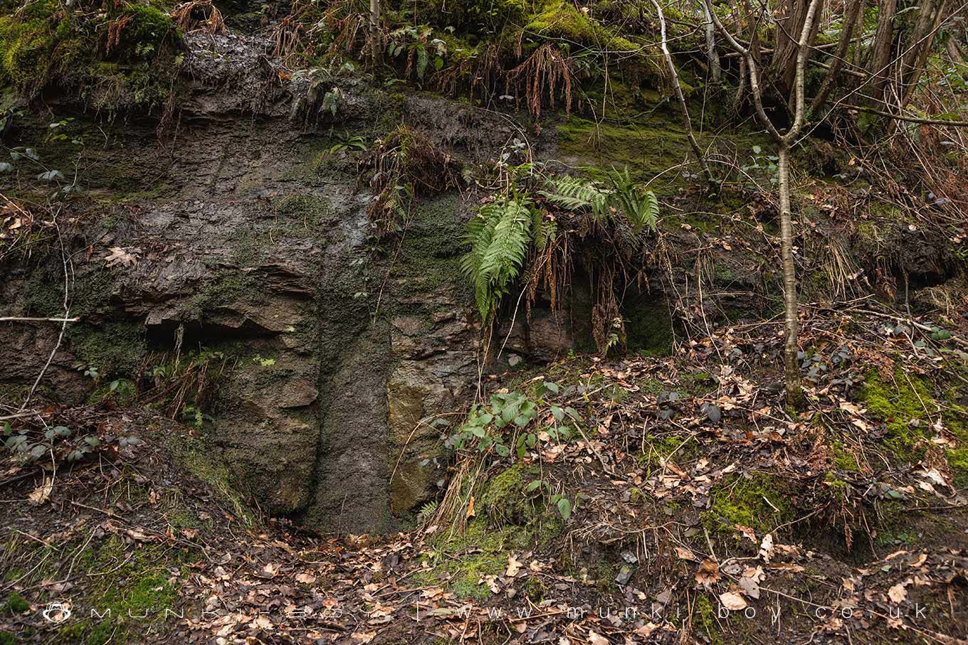 Jumbles Fossil Tree