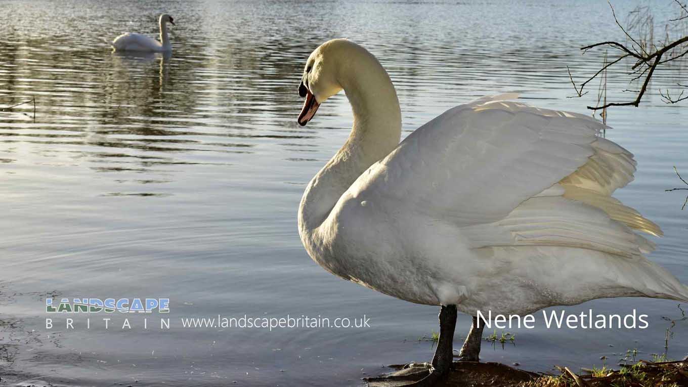 Nene Wetlands Nature Reserve