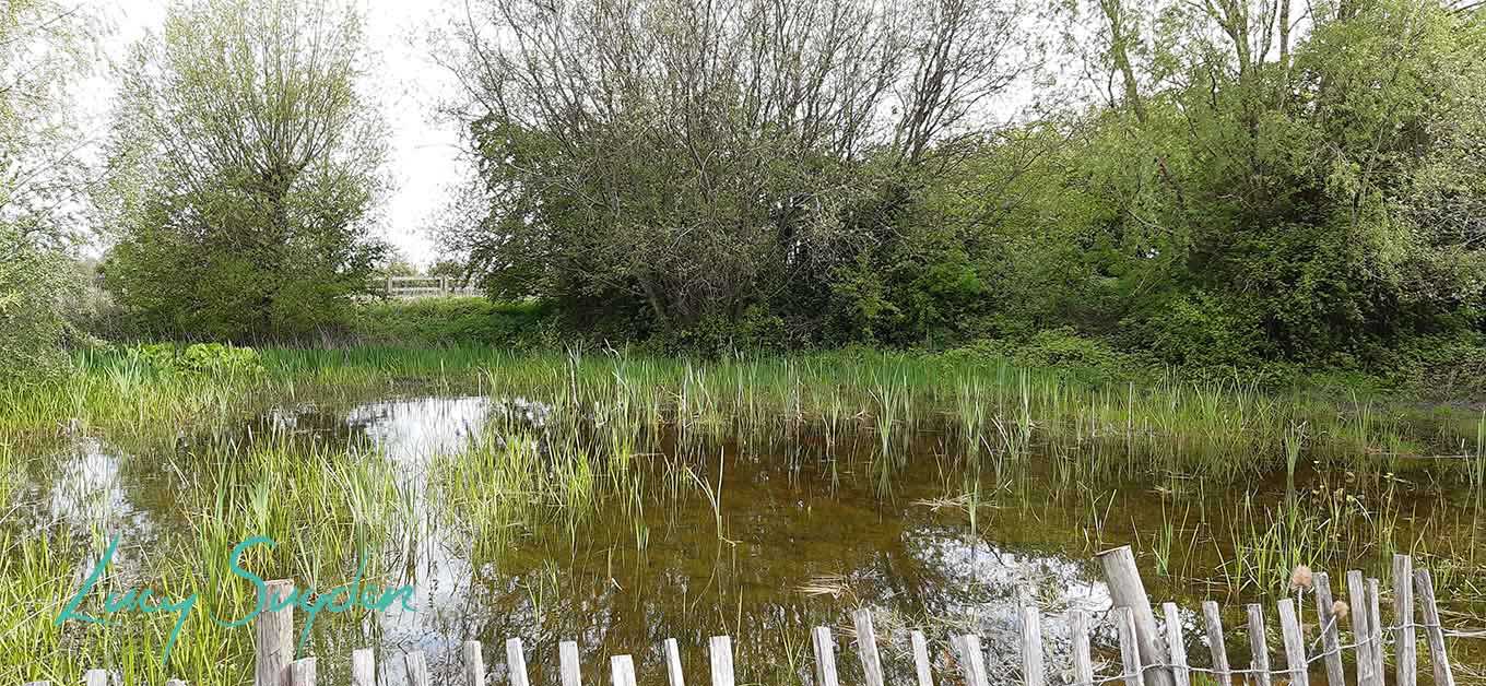 Norton Pond
