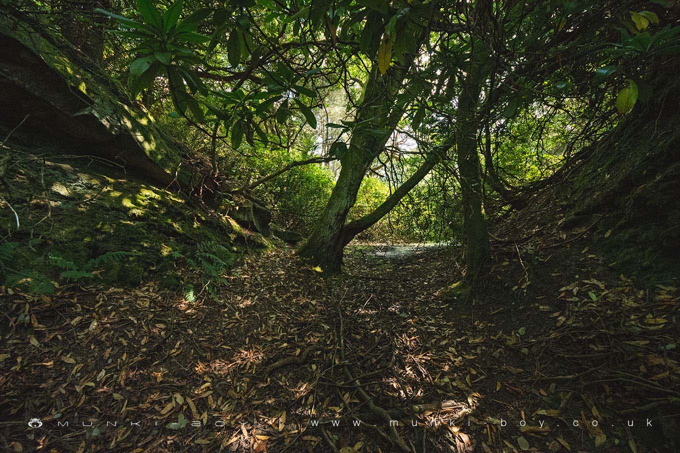 Old Quarry in Billinge Wood
