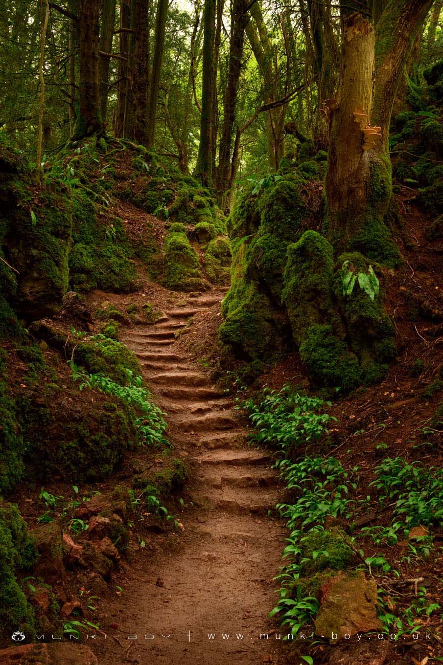 Puzzlewood