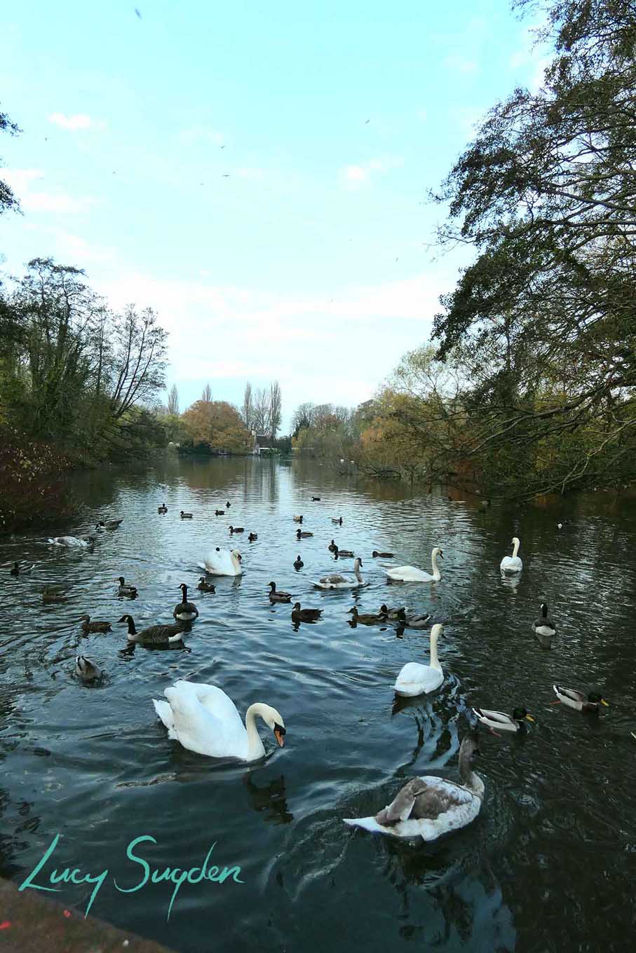 Radwell Mill Lake