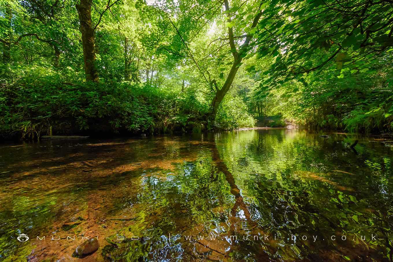 River Yarrow at Duxbury Woods