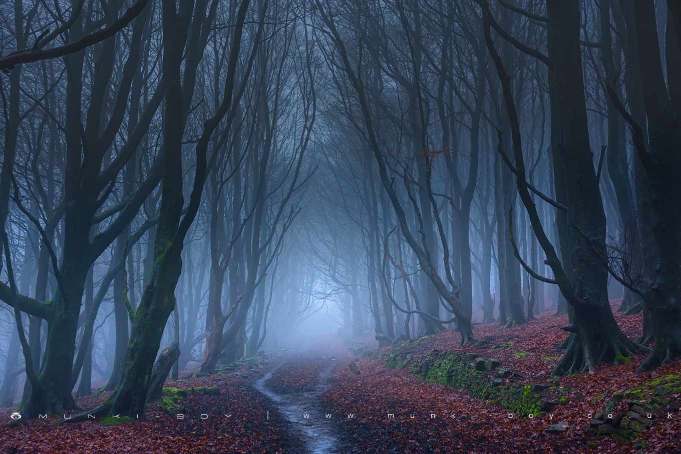 Roddlesworth Woods