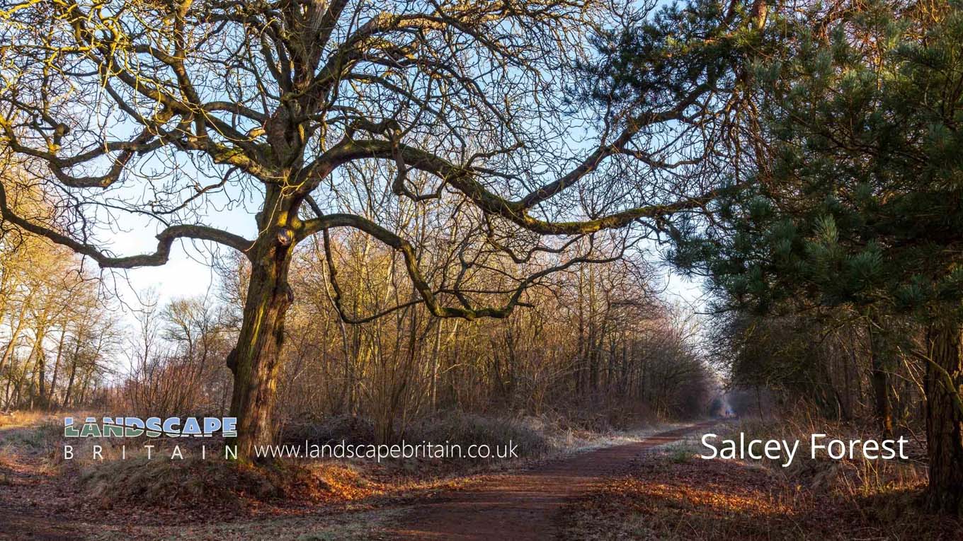 Salcey Forest