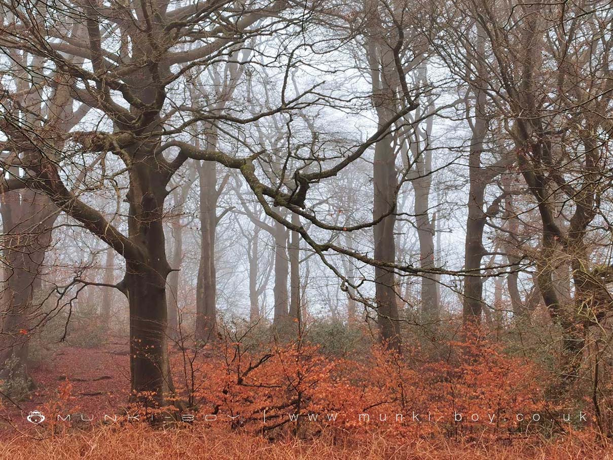 Rivington Hall Wood