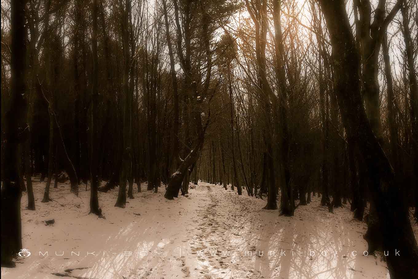 Wilderswood