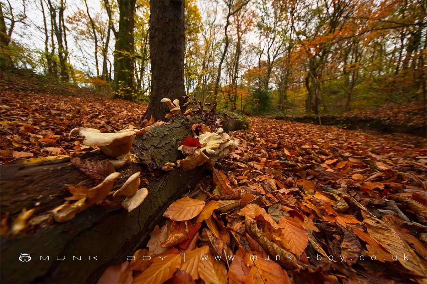 Worsley Woods
