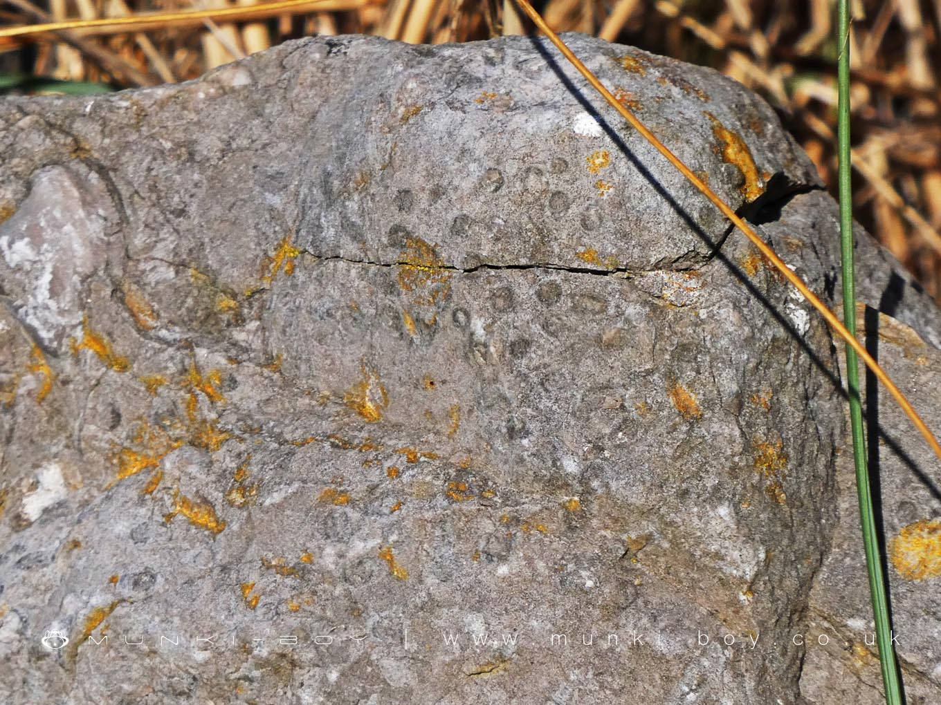 Black Rock Limestone or Dolomite with Crinoid Fragment Fossils from the Lower Carboniferous - around 359 to 327 MYA
Black Rock Limestone or Dolomite with Crinoid Fragment Fossils from the Lower Carboniferous - around 359 to 327 MYA