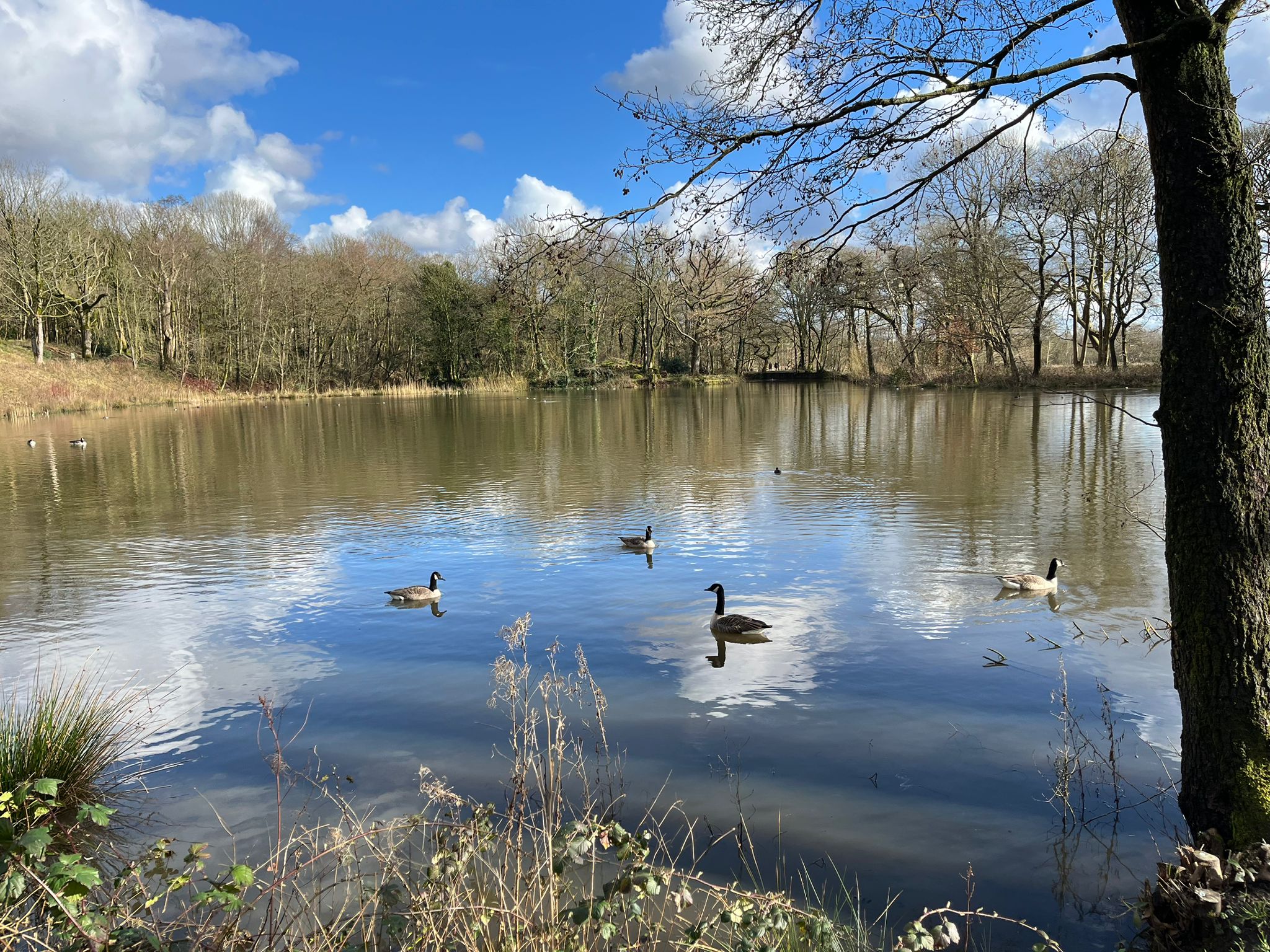 Geese on Ellesmere Lake at RHS Garden Bridgewater