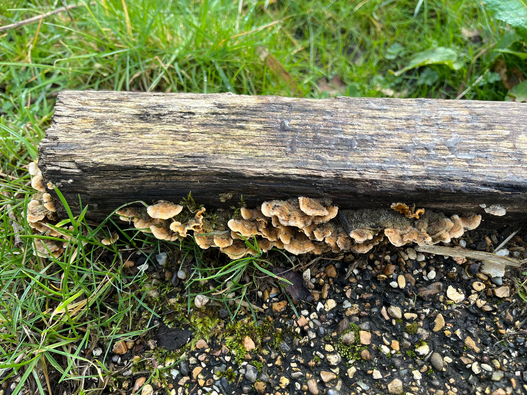 Hairy Curtain Crust at RHS Garden Bridgewater