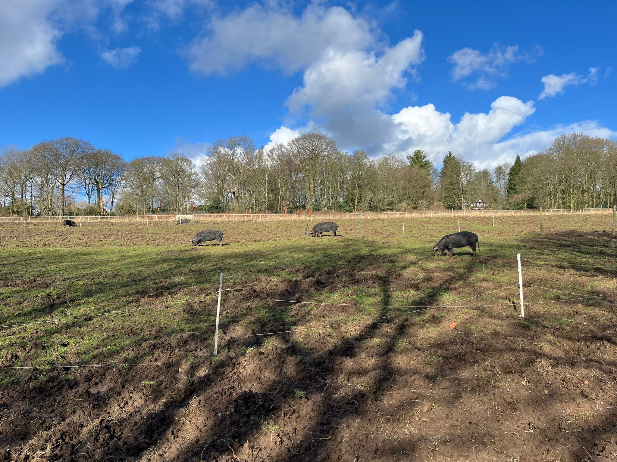 Pig Pen at RHS Garden Bridgewater